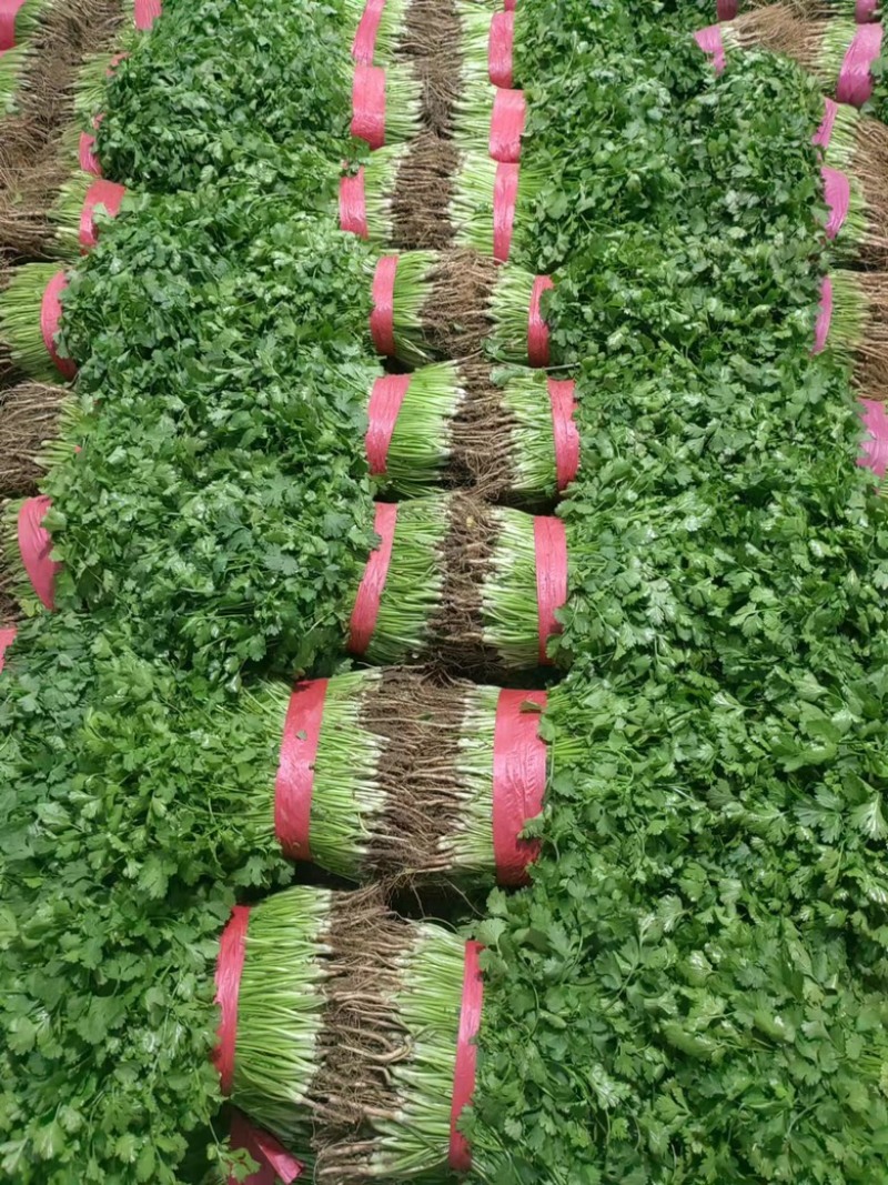 【大叶香菜】河南产地现货直发，万亩种植基地，欢迎考察