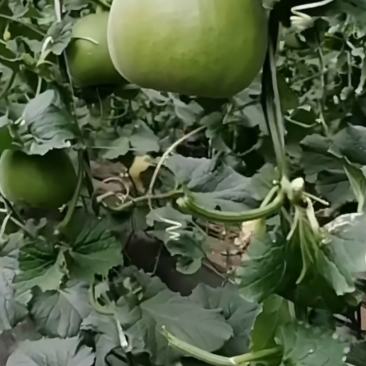 山东临沂费县新田20甜瓜