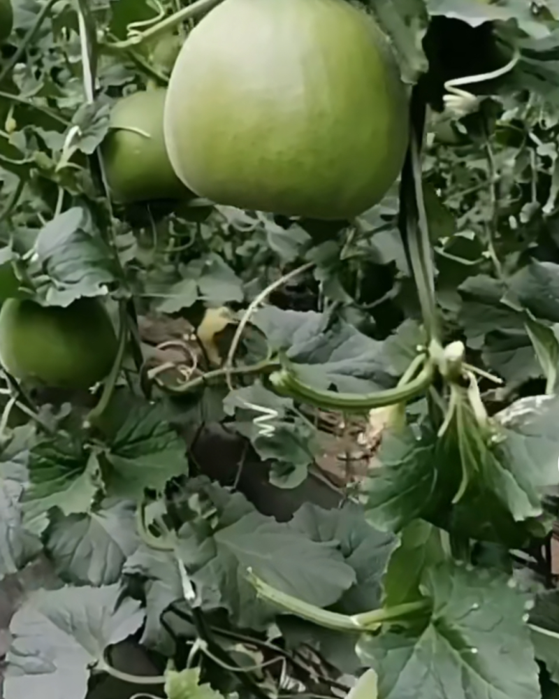 山东临沂费县新田20甜瓜