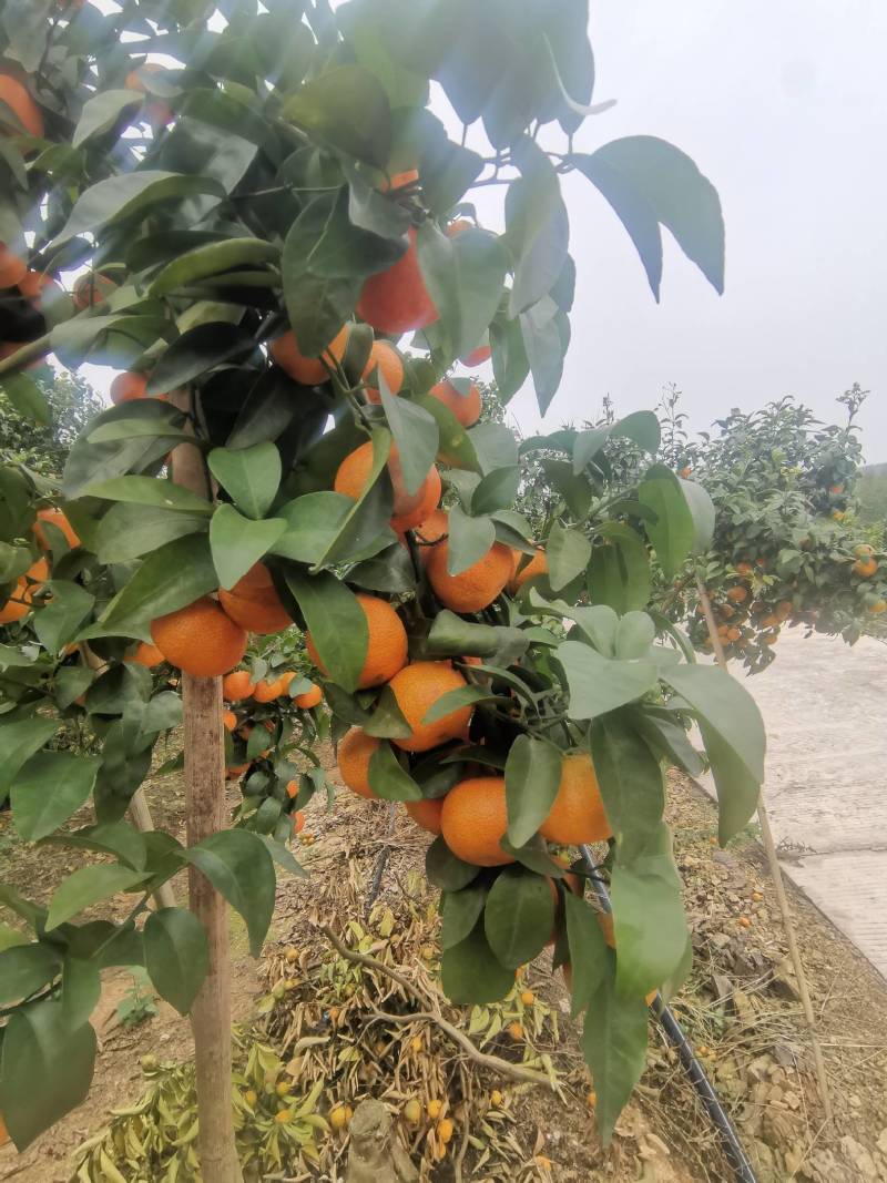 沙糖桔