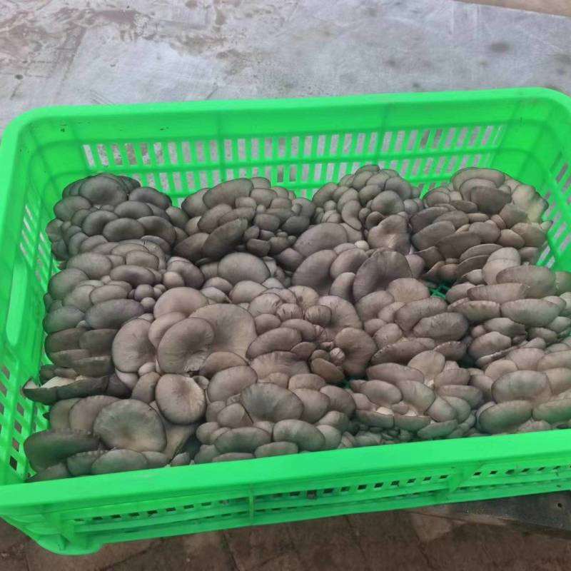 平菇大量有货，可提供冷库打冷！