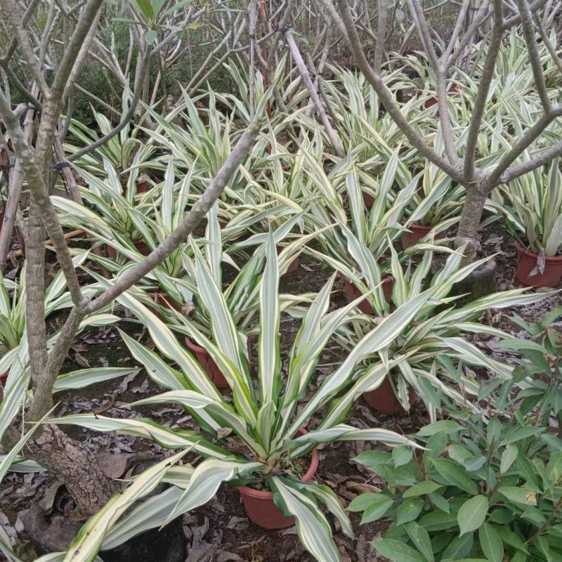 大量黄纹万麻60至1米高出售。
