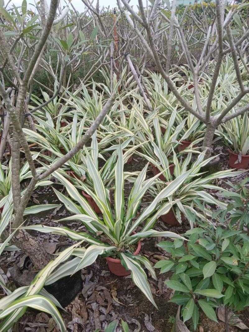 大量黄纹万麻60至1米高出售。
