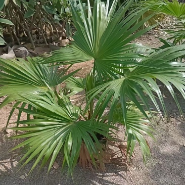 大量蒲葵60至2米高出售