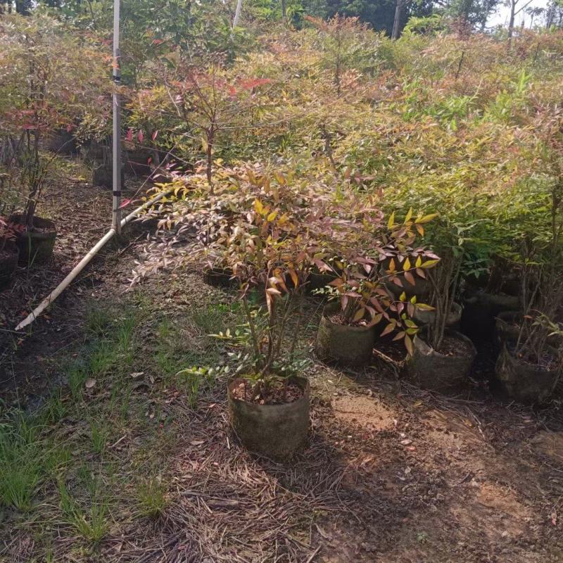 大量南天竹50至1米高出售