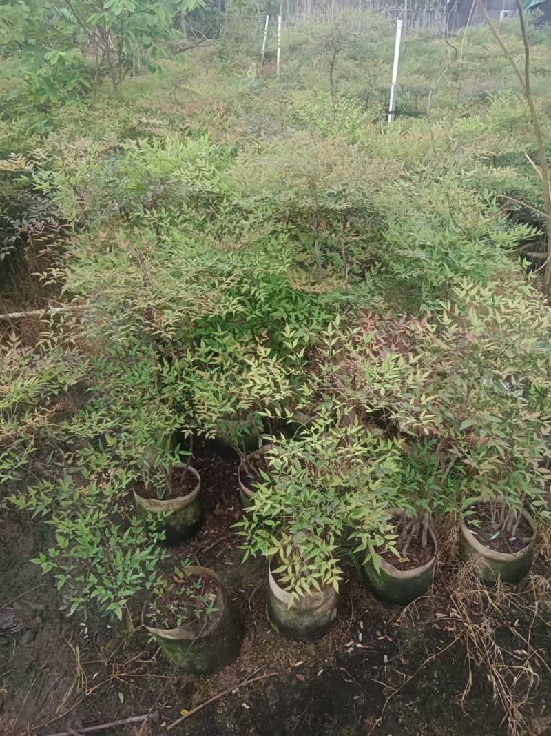 大量南天竹50至1米高出售