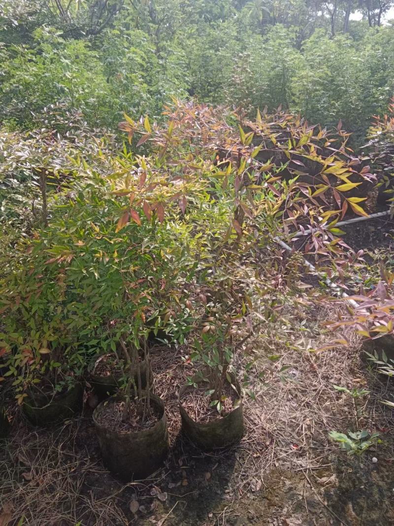 大量南天竹50至1米高出售