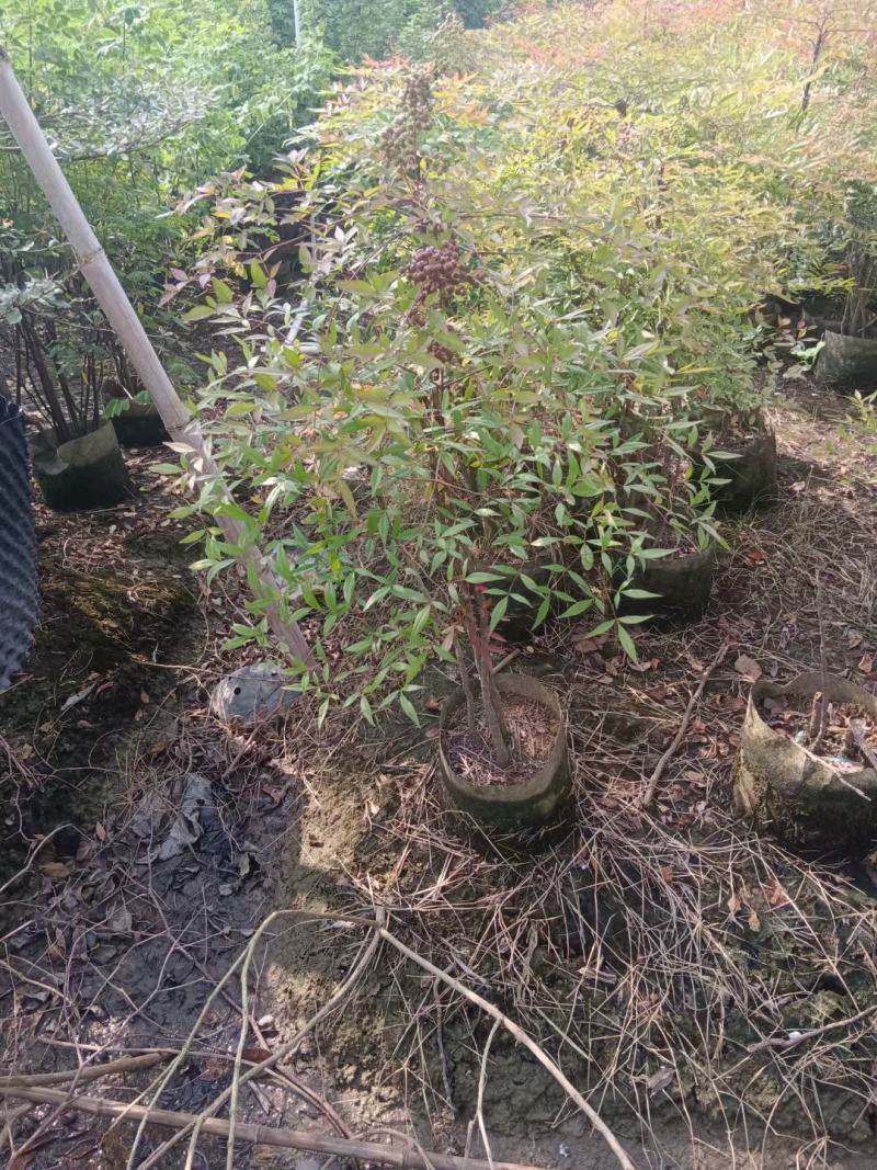 大量南天竹50至1米高出售