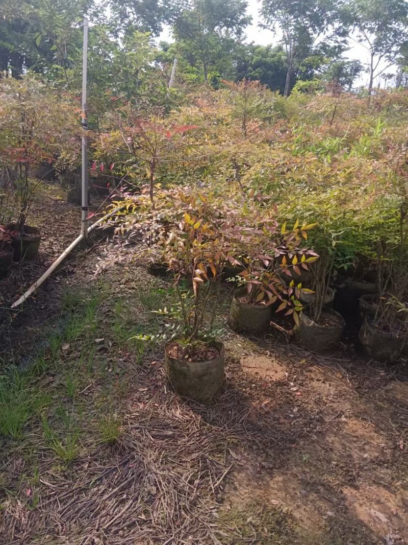 大量南天竹50至1米高出售