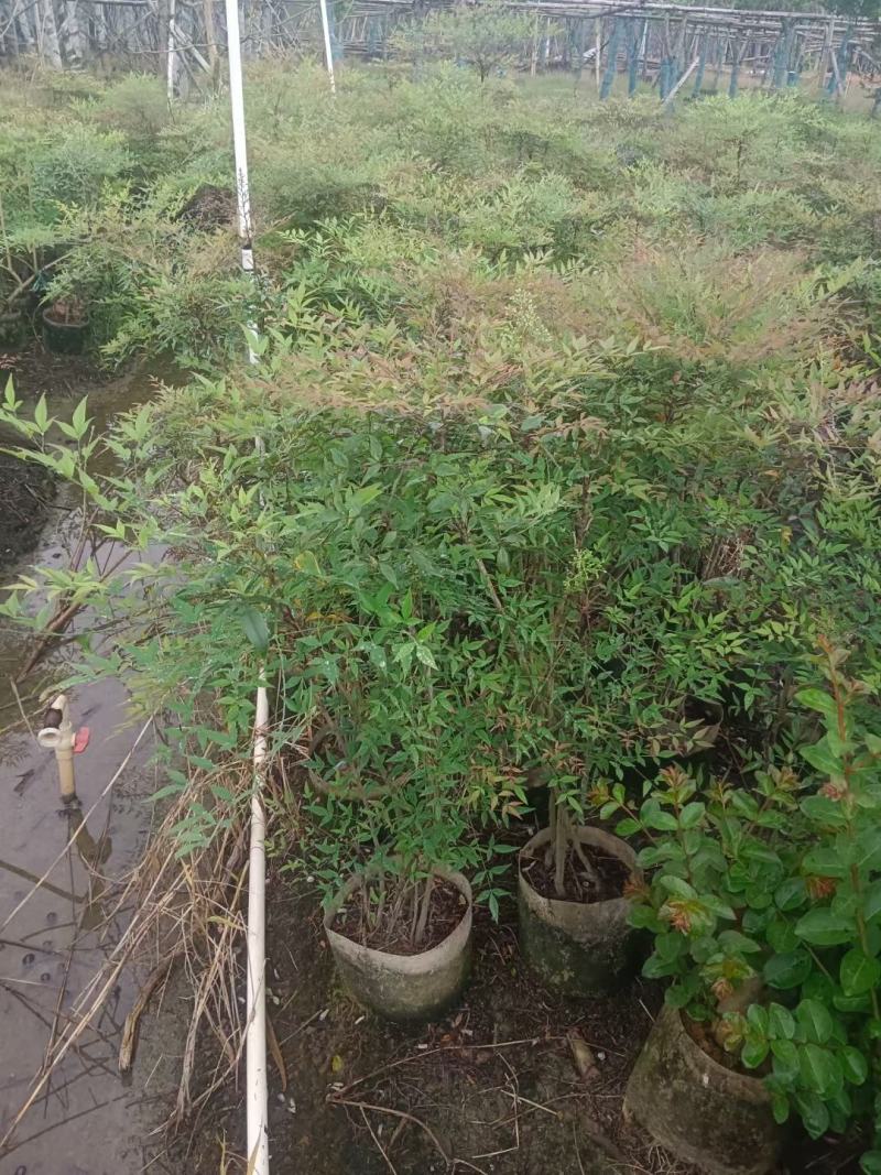大量南天竹50至1米高出售