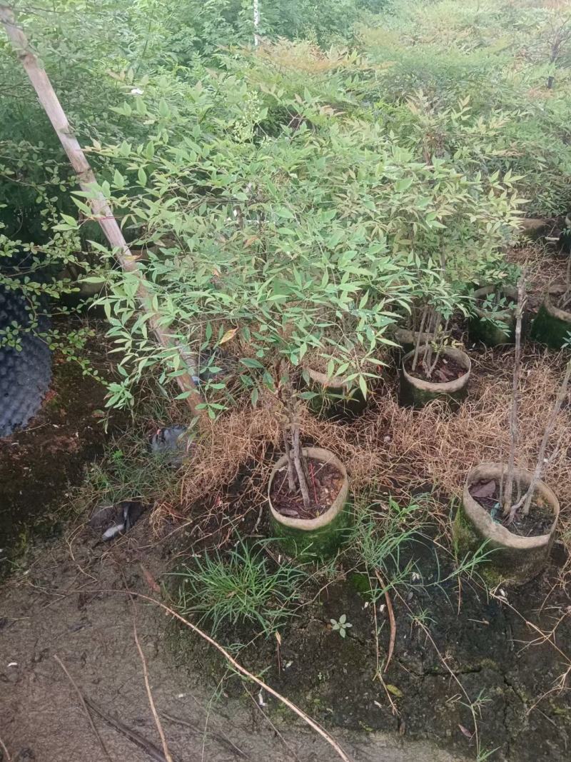 大量南天竹50至1米高出售