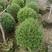 大量尖叶木犀榄80至1米高出售