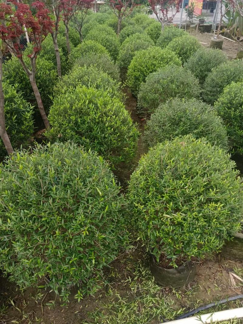 大量尖叶木犀榄80至1米高出售