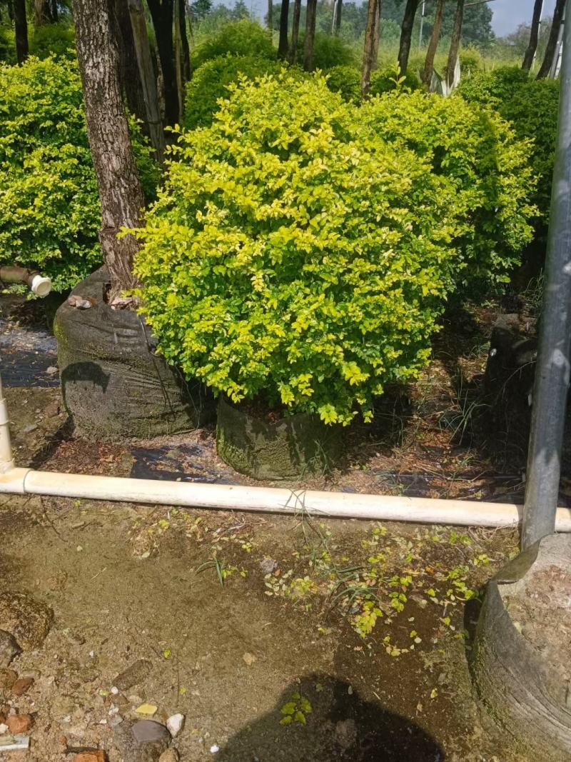 大量亮叶女贞球60至1米高出售