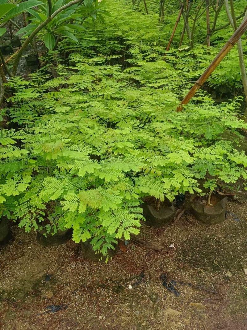 大量洋金凤50至2米高出售