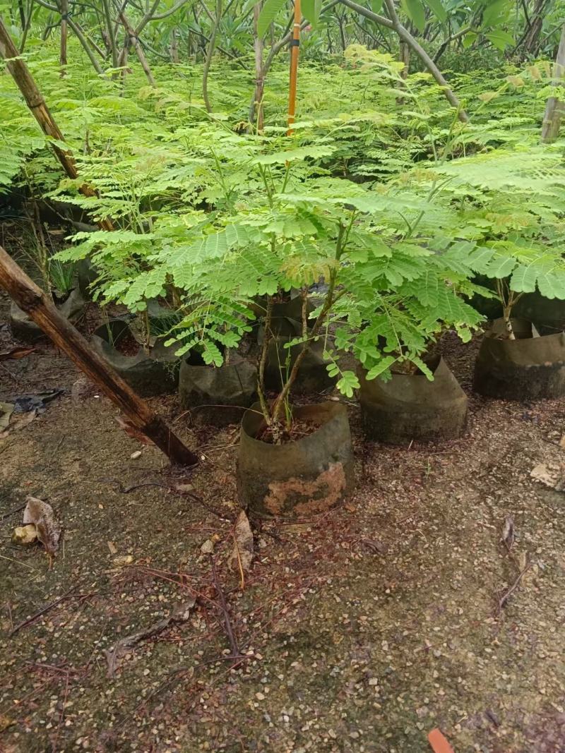 大量洋金凤50至2米高出售