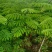 大量洋金凤50至2米高出售