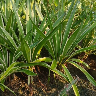 大量龙舌兰50至1.2米高出售