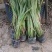 大量龙舌兰50至1.2米高出售