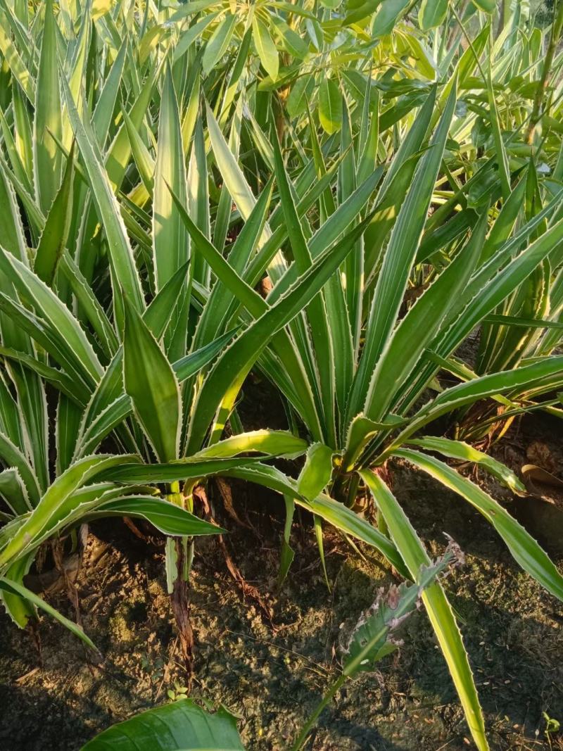 大量龙舌兰50至1.2米高出售