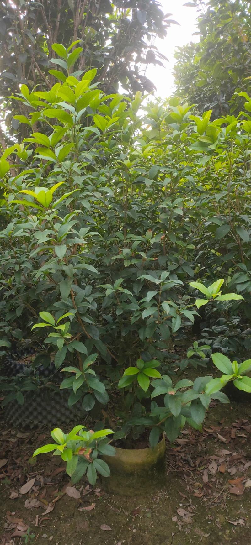 各种规格桂花基地直销