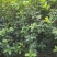 各种规格桂花基地直销