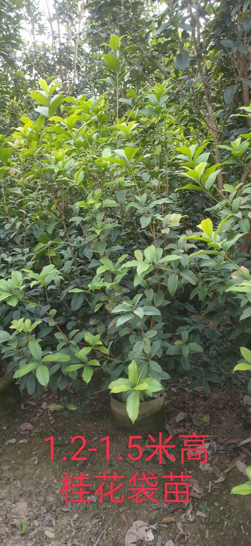 各种规格桂花基地直销