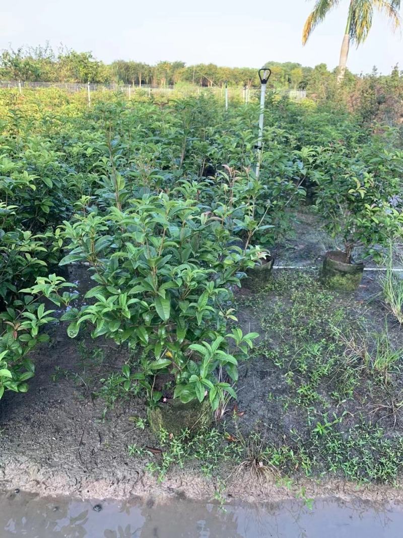 各种规格桂花基地直销