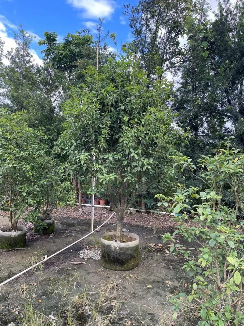各种规格桂花基地直销