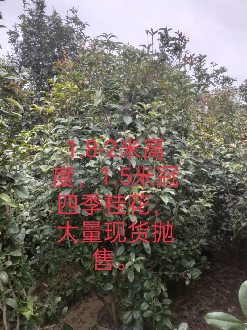 各种规格桂花基地直销