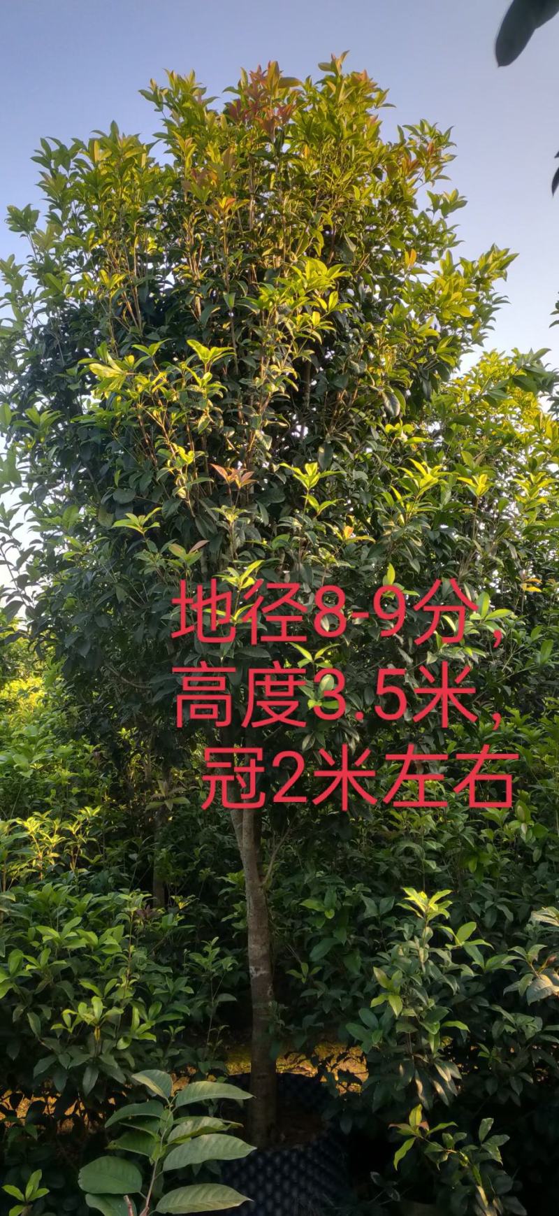 各种规格桂花基地直销