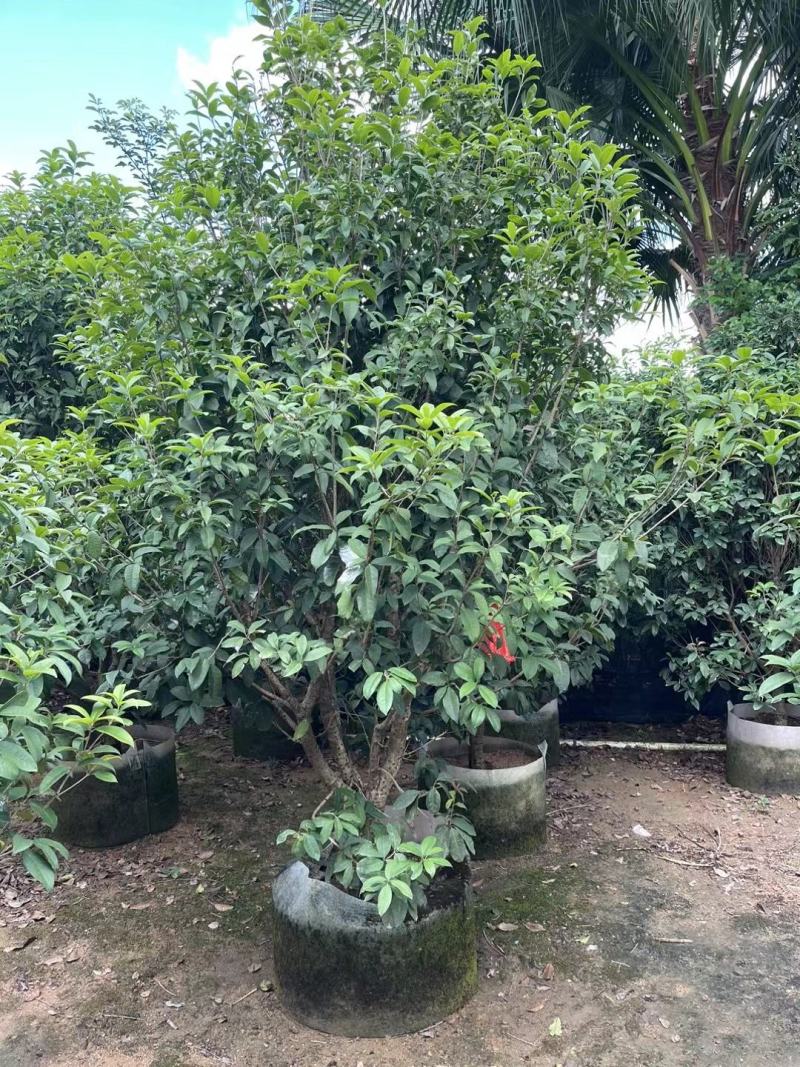 各种规格桂花基地直销