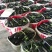 寿光长茄紫长茄765长茄按需求分拣打包承接电商商超社区团购