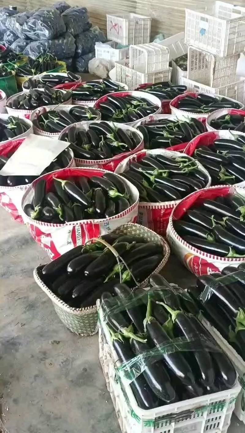 寿光长茄紫长茄765长茄按需求分拣打包承接电商商超社区团购