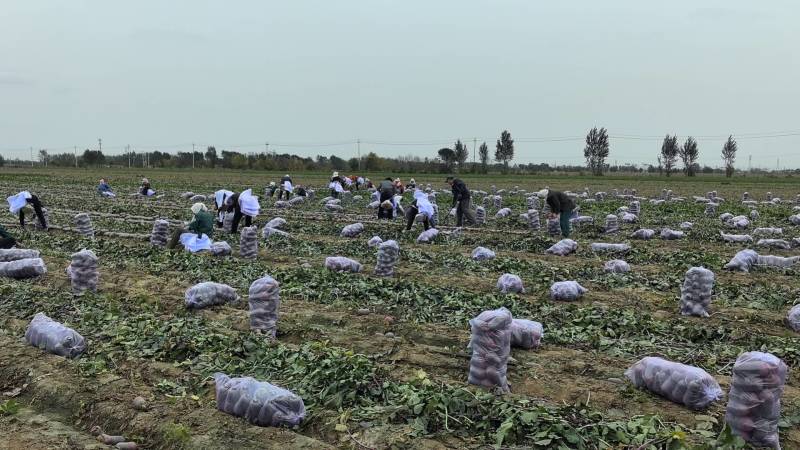 冰激凌萝卜无冻伤无擦伤净菜毛菜都有规格齐全现场看货满意为止