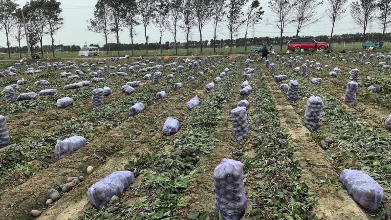 冰激凌萝卜无冻伤无擦伤净菜毛菜都有规格齐全现场看货满意为止