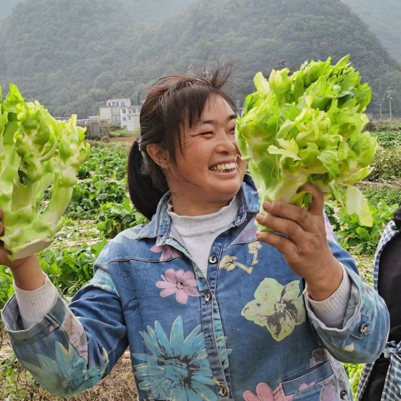 黔西南兴义龙广镇纳桃村绿色五百亩精品儿菜，质量好，价格低