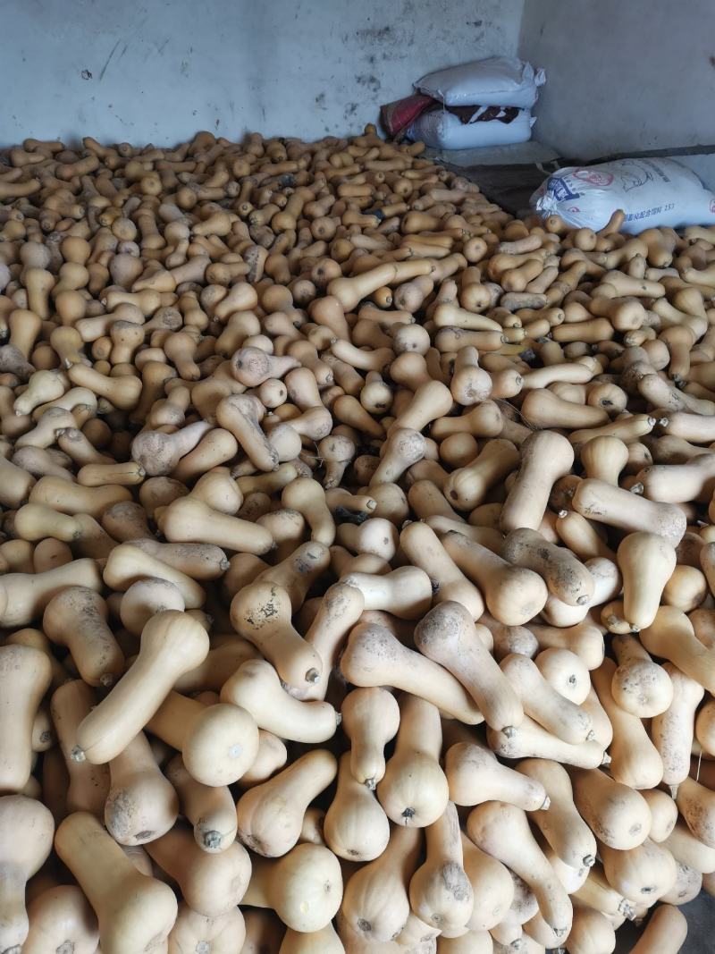 汉中奶油南瓜