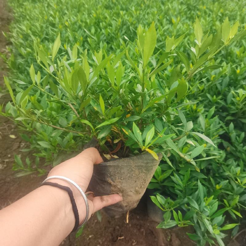 湖南优质全泥杯小叶栀子花苗库存充足欢迎选购可视频