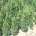 蜀桧，塔柏
