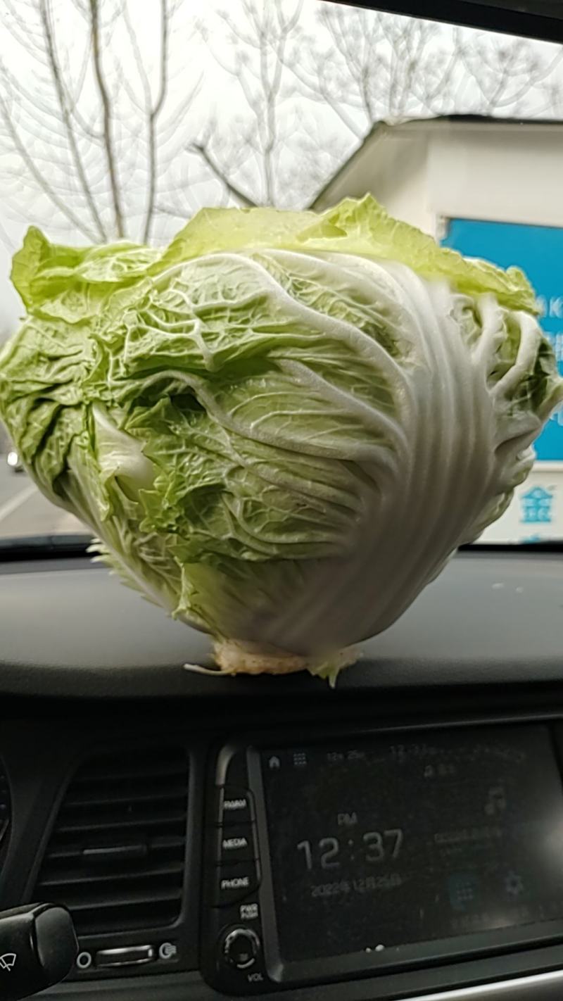 秦白2号白菜4~6斤，颗型圆、颜色绿，适合走市场及库存