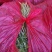 芦蒿