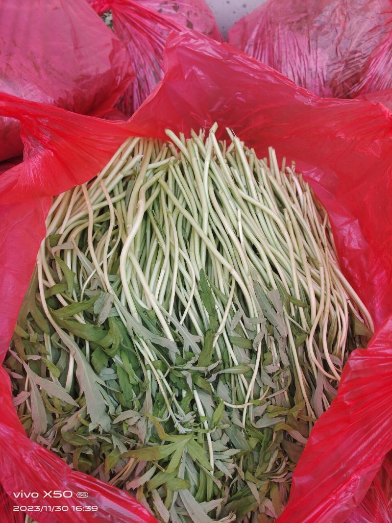 芦蒿