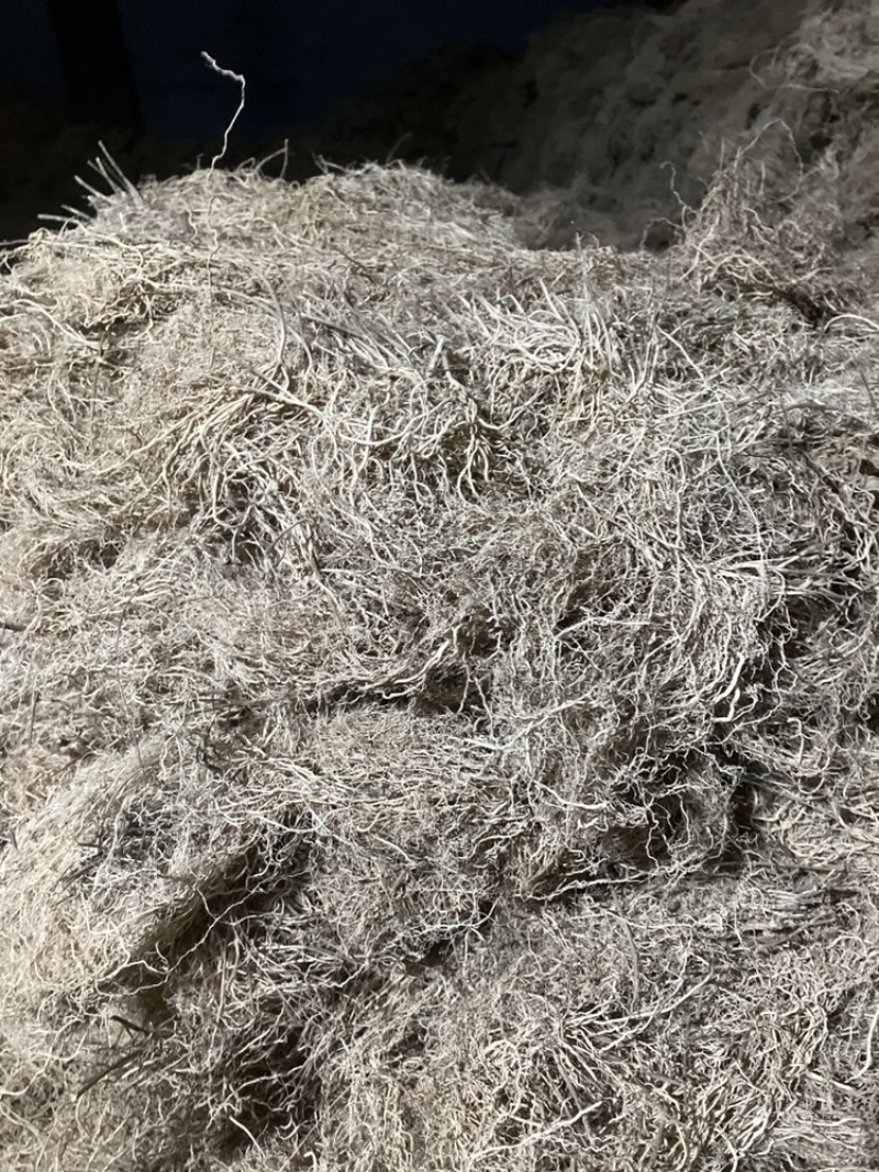 ️药徐长卿把苗批发零售基地源头厂家保质保量