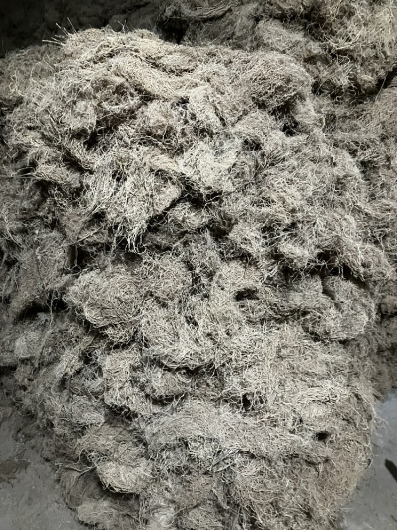 ️药徐长卿把苗批发零售基地源头厂家保质保量
