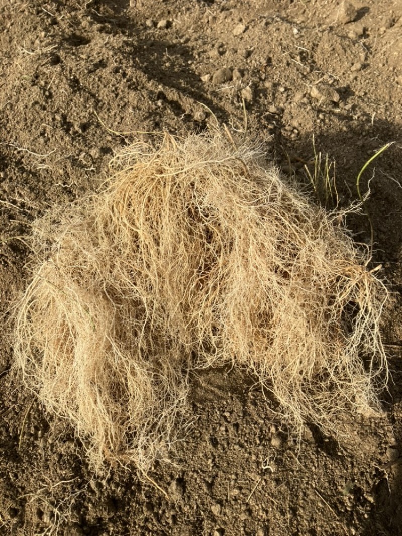 ️药徐长卿把苗批发零售基地源头厂家保质保量