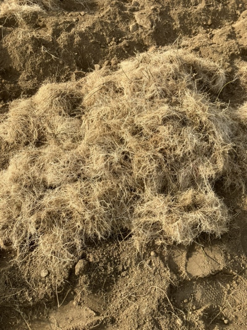 ️药徐长卿把苗批发零售基地源头厂家保质保量