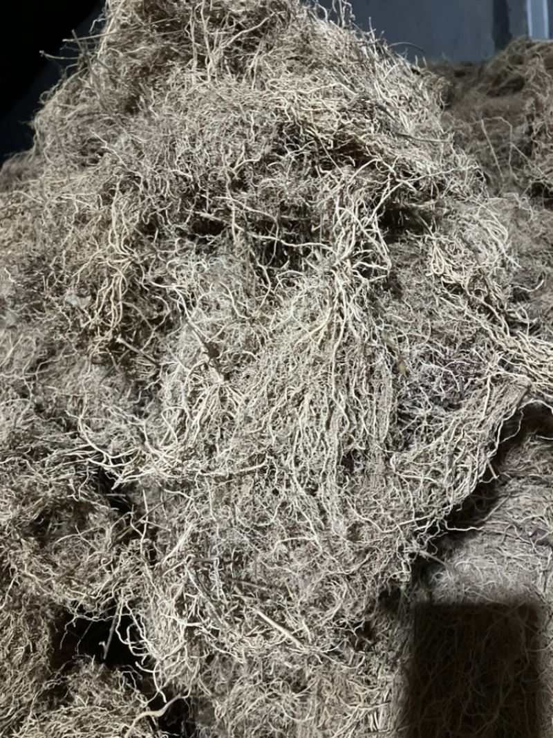️药徐长卿把苗批发零售基地源头厂家保质保量