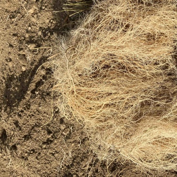 ️药徐长卿把苗批发零售基地源头厂家保质保量