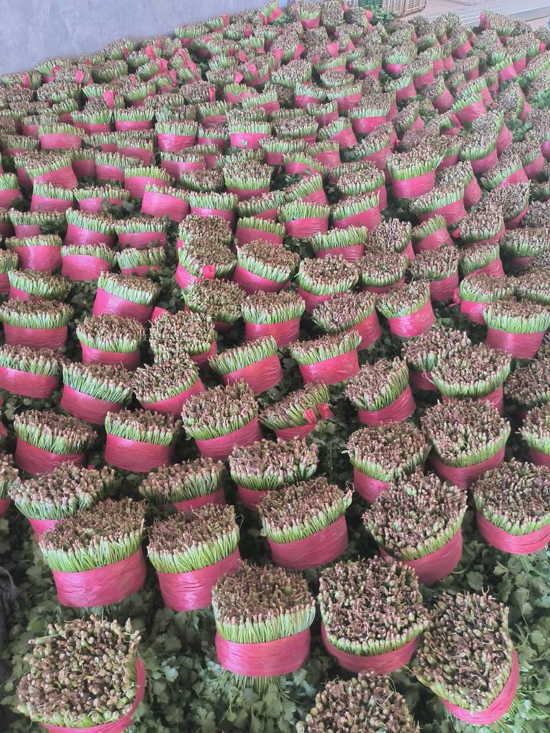 【现货】山东泰安大叶香菜20-30厘米，当天现挖现发质量保证